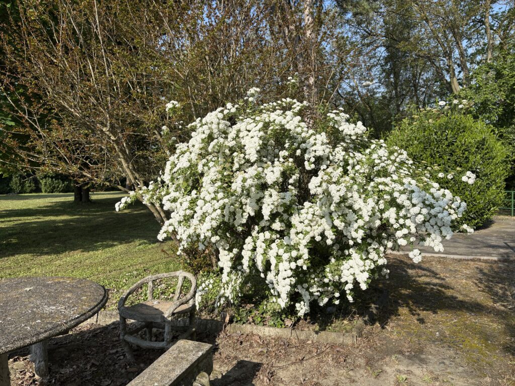 garden 8