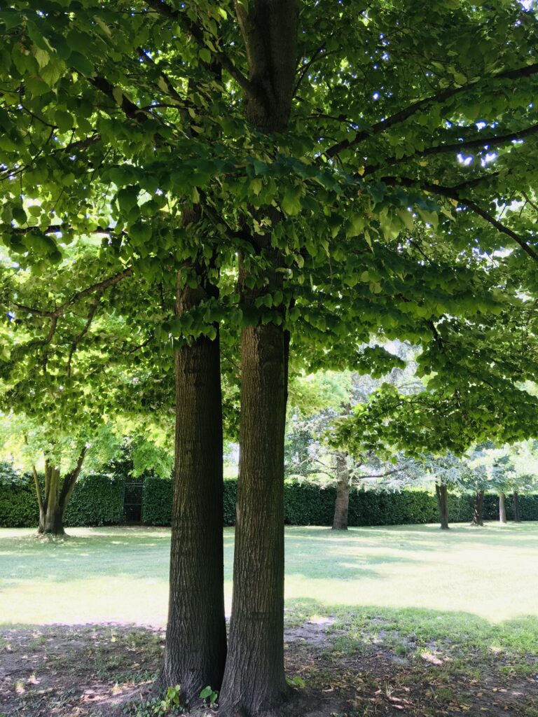 garden1