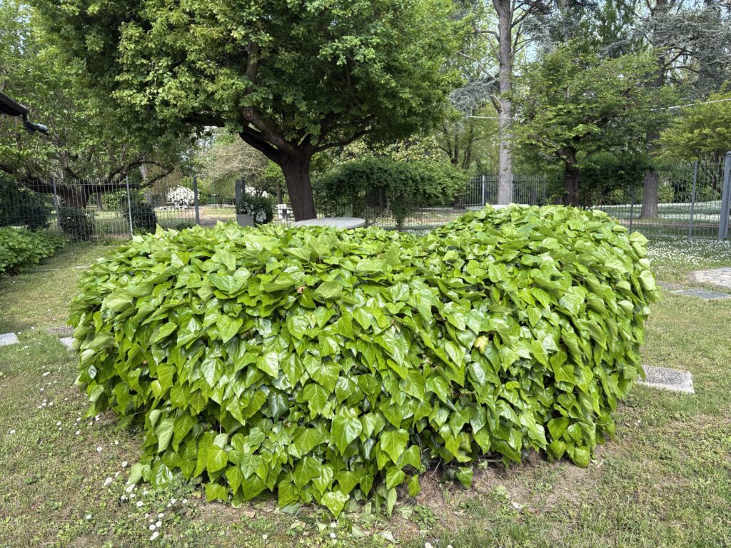 garden10