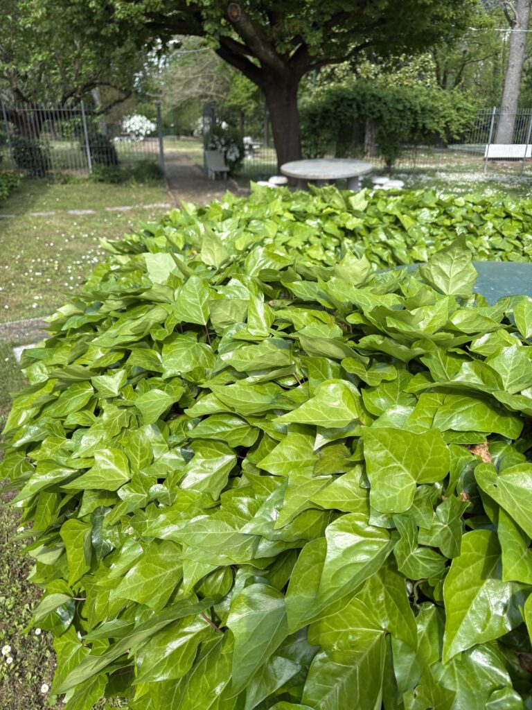 garden11