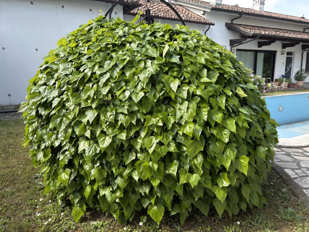 garden12