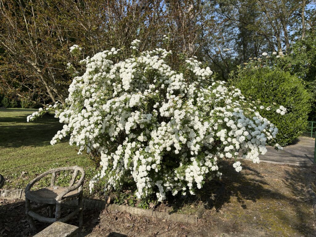 garden5