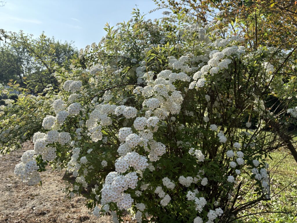garden6