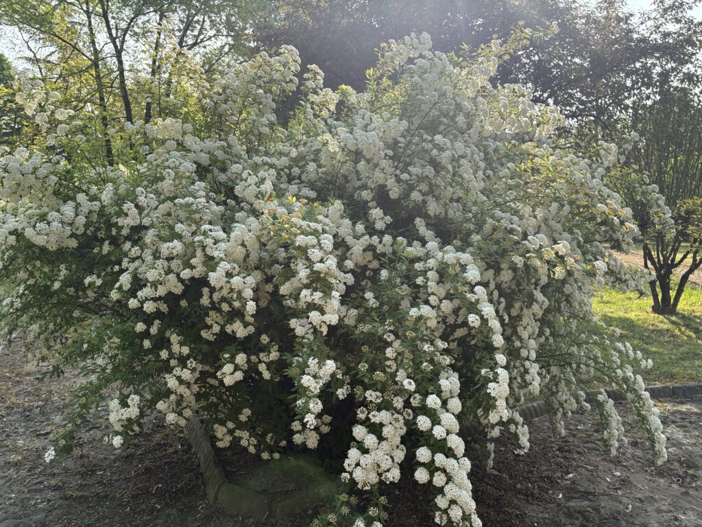 garden7