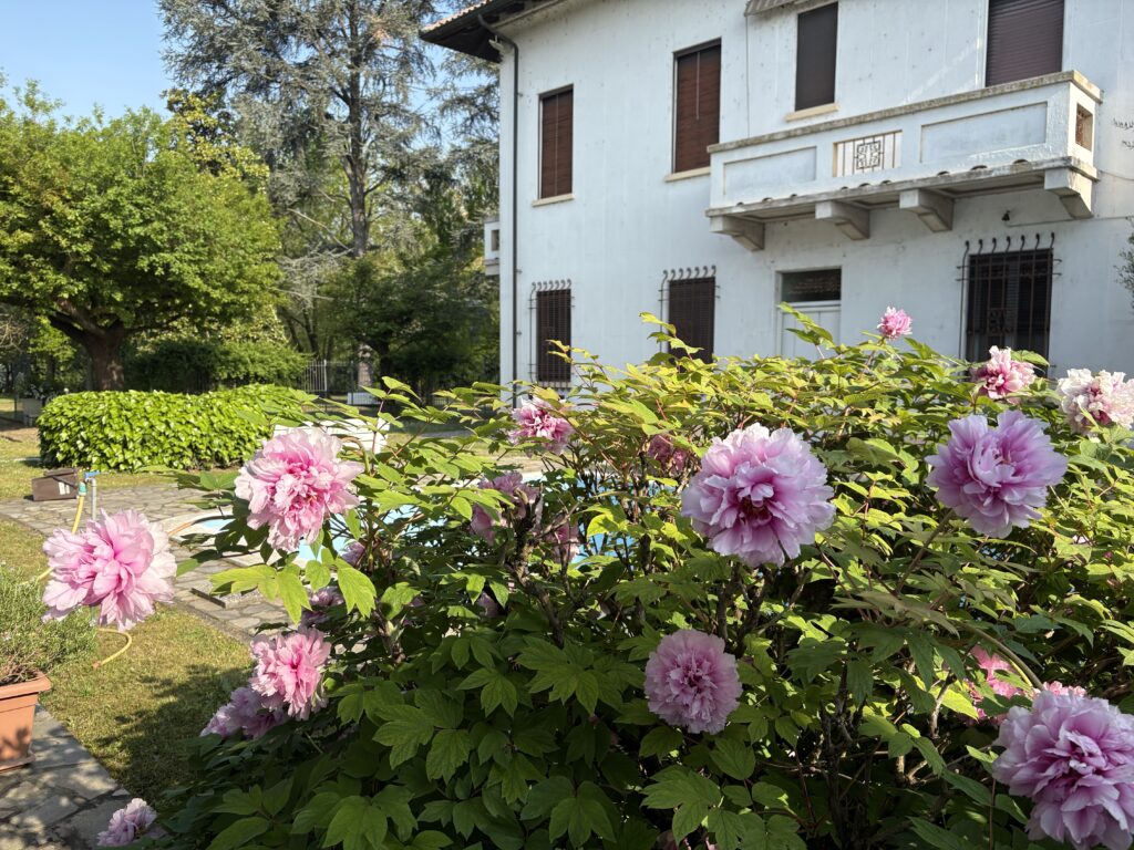 garden9